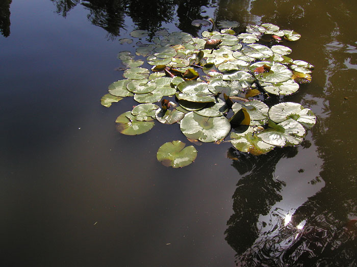 Water Lilies